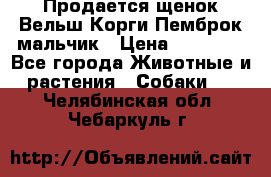 Продается щенок Вельш Корги Пемброк мальчик › Цена ­ 65 000 - Все города Животные и растения » Собаки   . Челябинская обл.,Чебаркуль г.